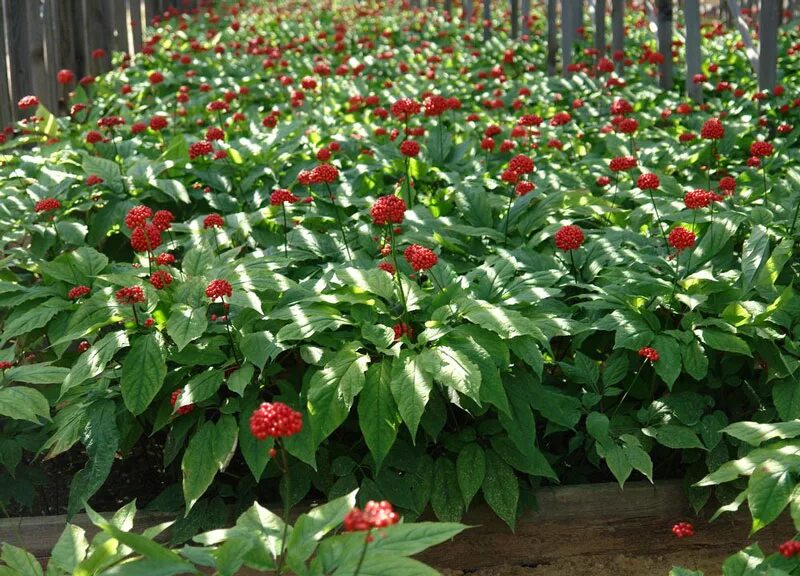 Женьшень дальневосточный. Panax ginseng женьшень seeds. Женьшень панакс. Уссурийский женьшень. Женьшень цветок фото.