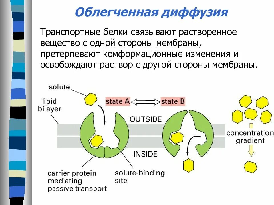 Транспортные мембранные белки схема. Транспортный белок мембраны. Транспортная функция белков мембраны. Транспортные белки мембраны функции. В состав входят транспортные белки