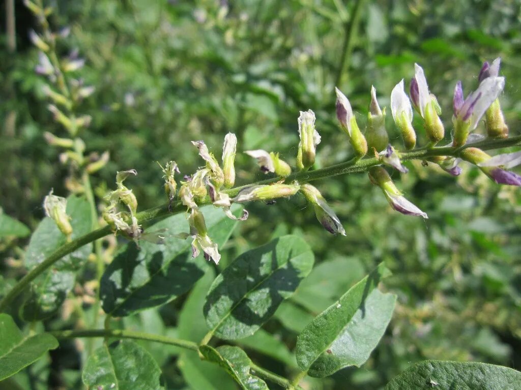 Корень солодки трава. Лакрица Солодка. Корень солодки растение. Glycyrrhiza glabra.