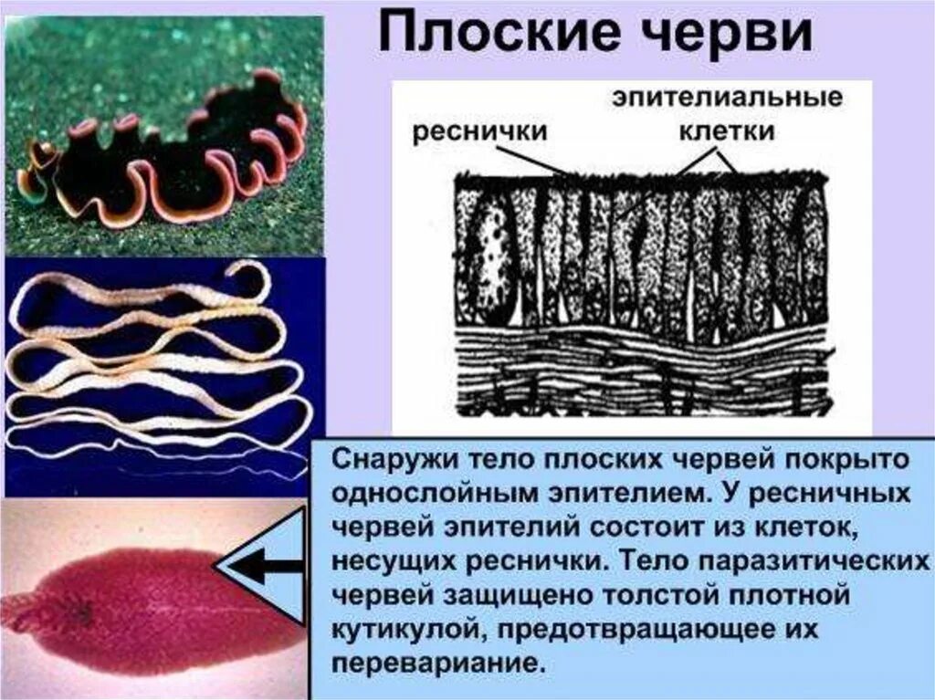 Организм животного состоит из клеток. Покровы тела плоских червей. Эволюция покровов тела животных.