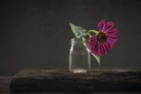 Цветок одиночества