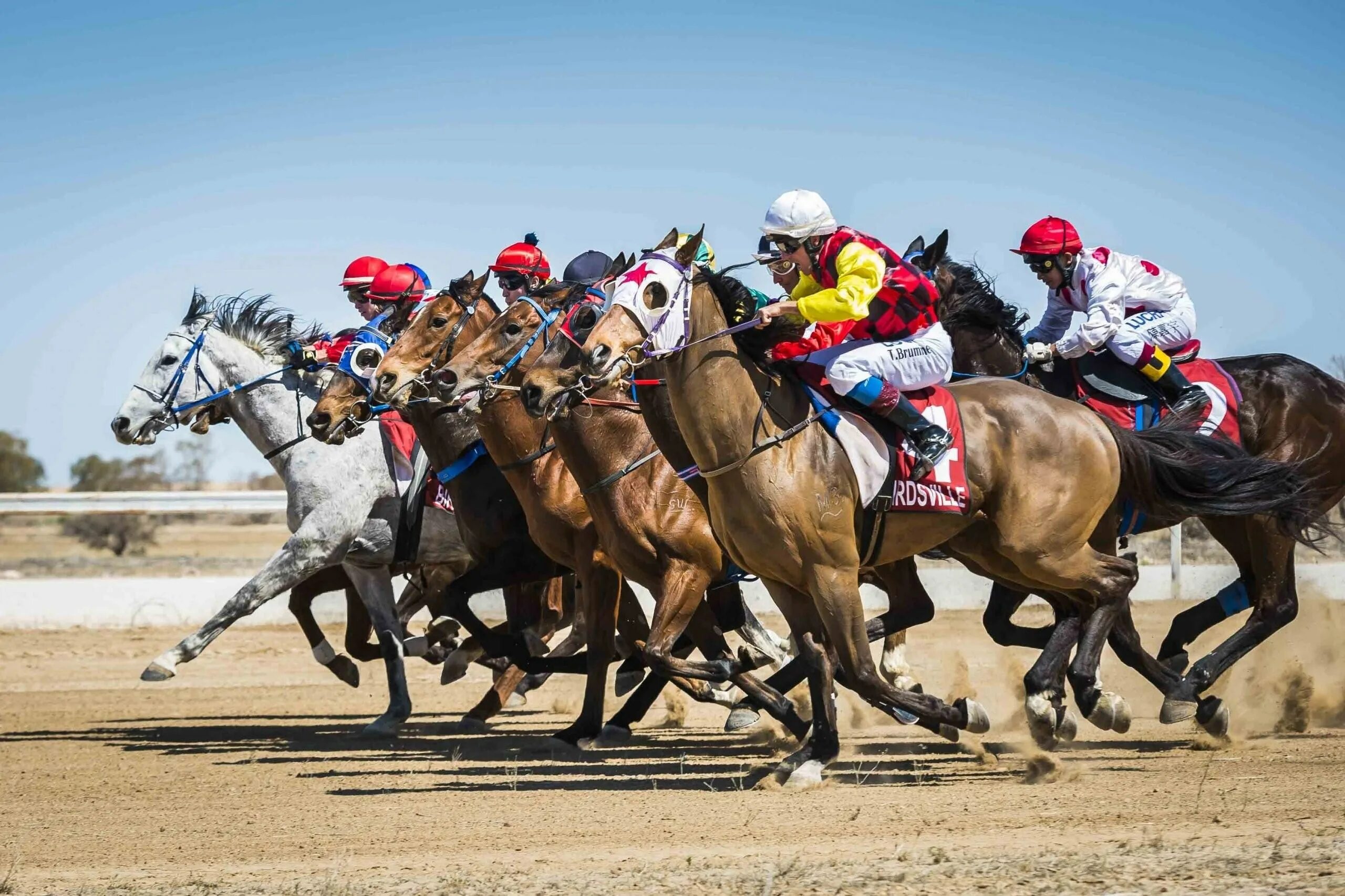 Лошадь на скачках. Конные скачки. Ипподром кентукки. Гонки на ипподроме. Лошадь на скачках.