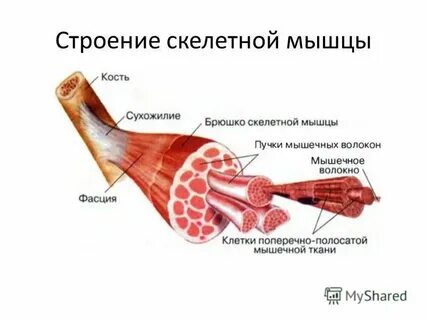 Строение скелетной мышцы форма мышц