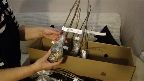 Гандермарт интернет магазин саженцы