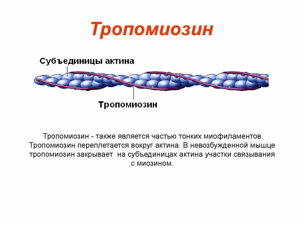 Тропонин и миозин. Строение тропомиозина биохимия. Актин миозин тропонин. Тропонин и тропомиозин функции. Актин входит в состав