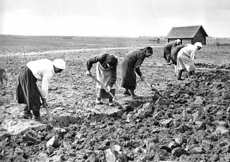 Разрушить труд. Сельское хозяйство в годы войны 1941-1945. Сельское хозяйство СССР после второй мировой войны. Труженики тыла в сельском хозяйстве годы Великой Отечественной войны. Дети в КОЛХОЗЕВ годы Великой Отечественной войн.