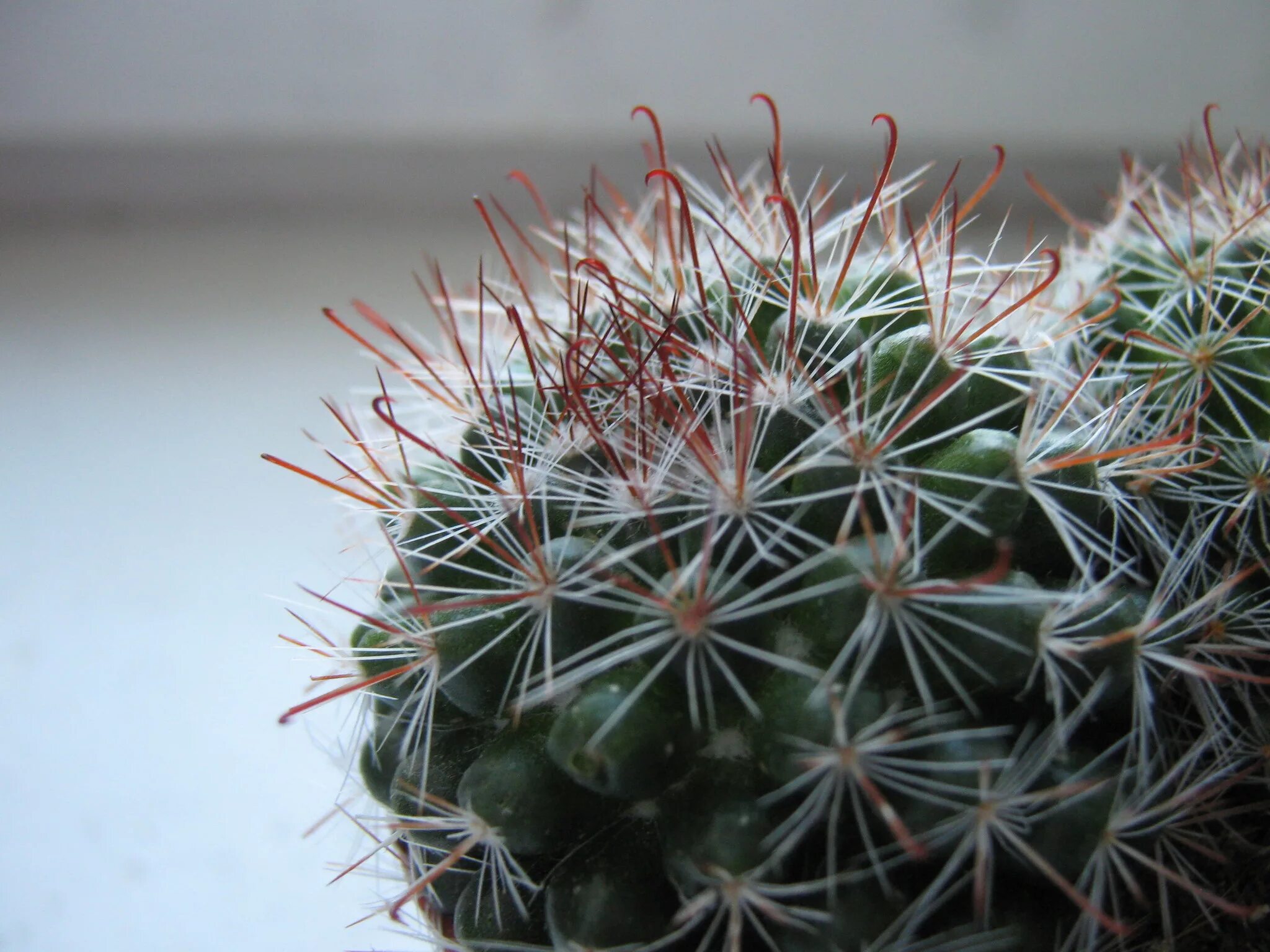 Опунция колючки. Как называется иголка кактуса. Маммиллярия кактус мягкие иголки. Как называется иголка кактуса. Маммиллярия винтера.