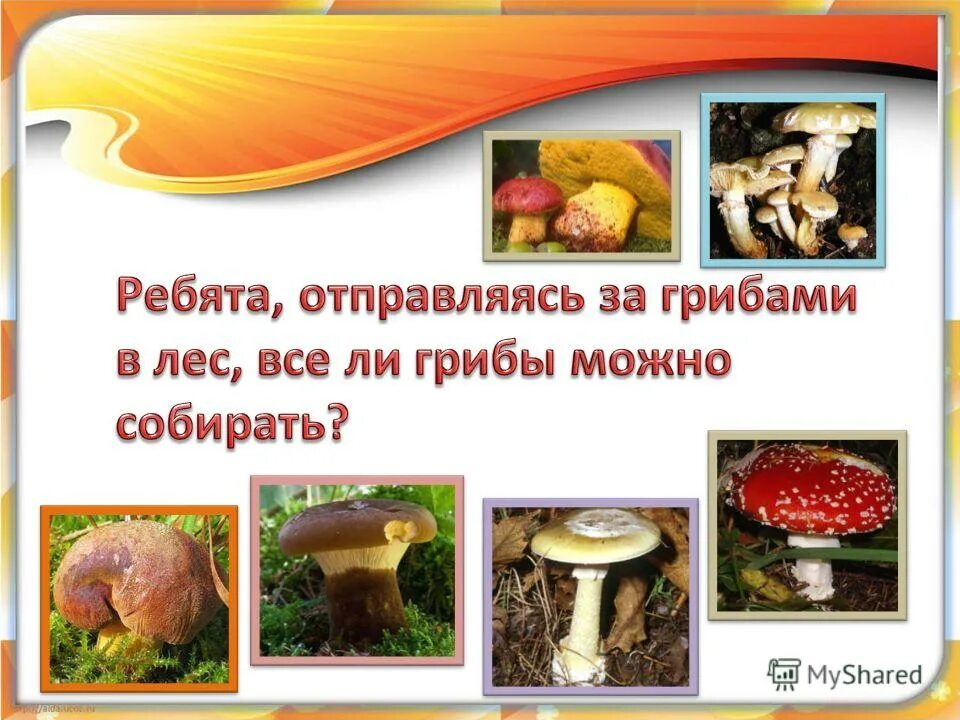 Питательные вещества содержащиеся в грибах