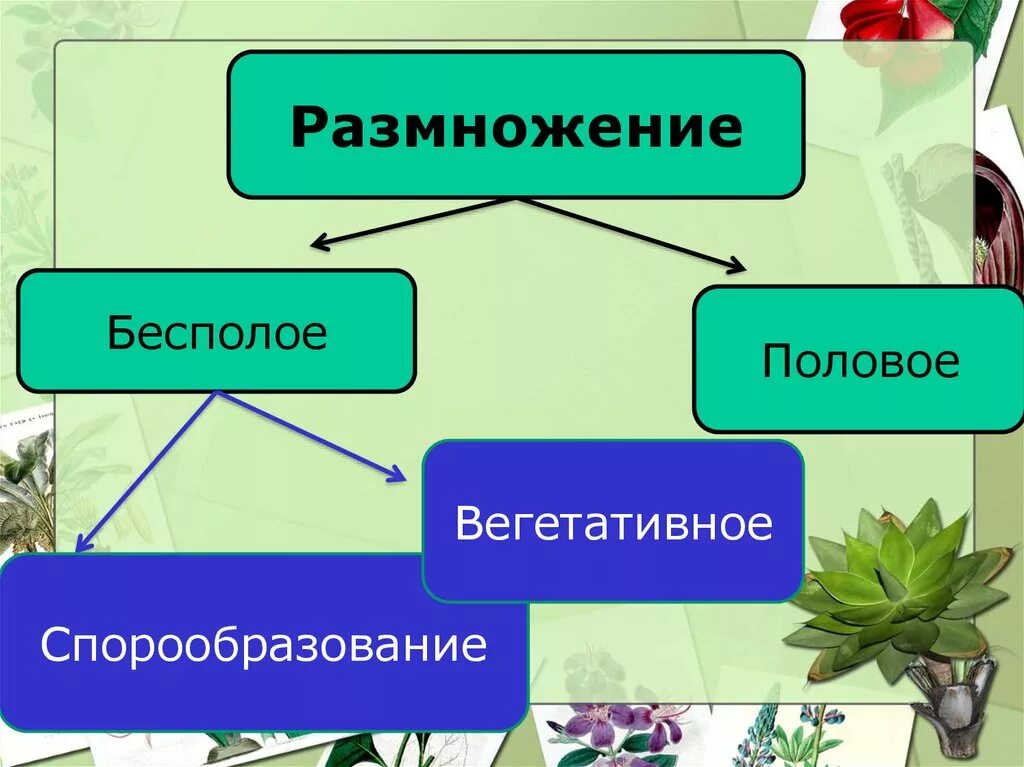 Бесполое и половое поколение растений. Процесс размножения растений 6 класс биология. Вегетативное размножение половое/бесполое. Схема полового размножения растений. Способы бесполого размножения 6 класс биология.