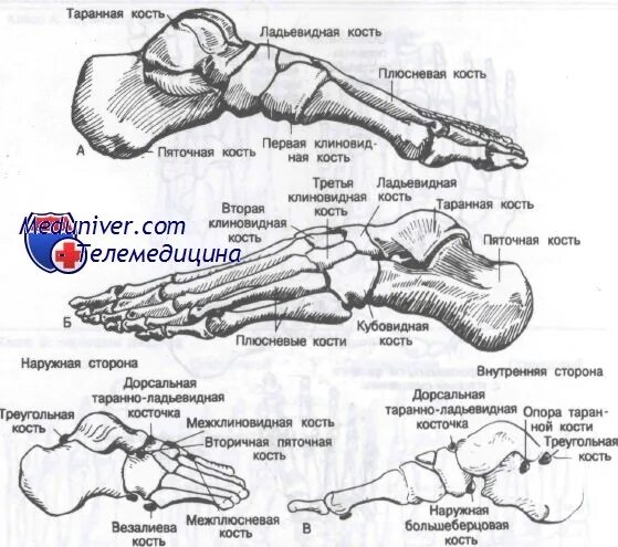 Мкб 10 плюсневая кость. Пяточная кость переломы классификация. Перелом ладьевидной кости ноги. Перелом ладьевидной кости стопы рентген. Перелом кубовидной кости стопы симптомы.