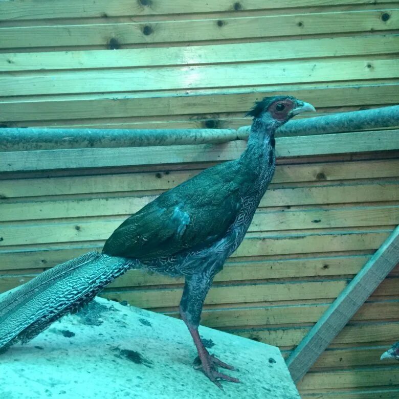 Животные и птицы продаются в ровенском районе. Продажа кур в красном на волге. Avito птица. Avito птица. Петушки мясо яичного кросса родонит фото.