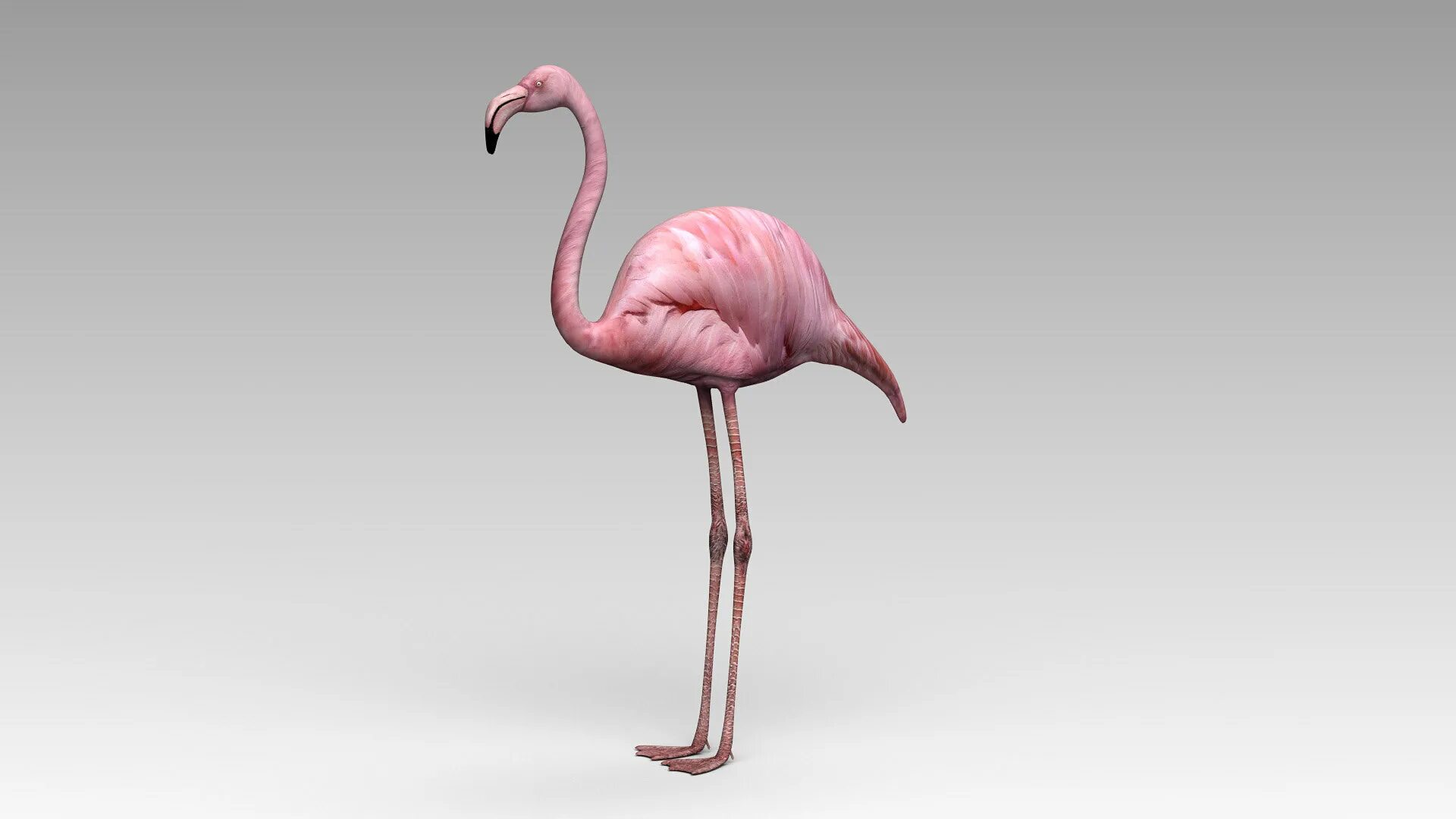 Модель фламинго. Flamingo 3d. фламинго 3д модель. 3d model flamingo. т11 фламинго модель.