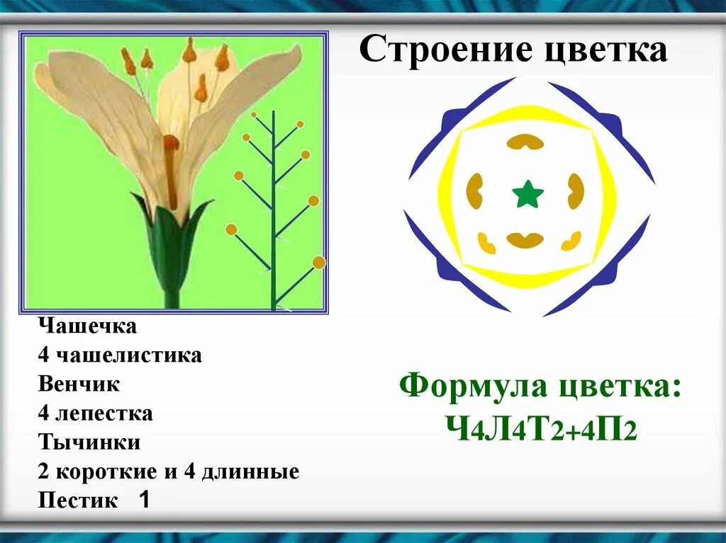 Число чашелистиков у двудольных. Формула строения цветка. Строение цветка формула цветка. Что такое формула цветка в биологии. Чашелистики в формуле цветка.