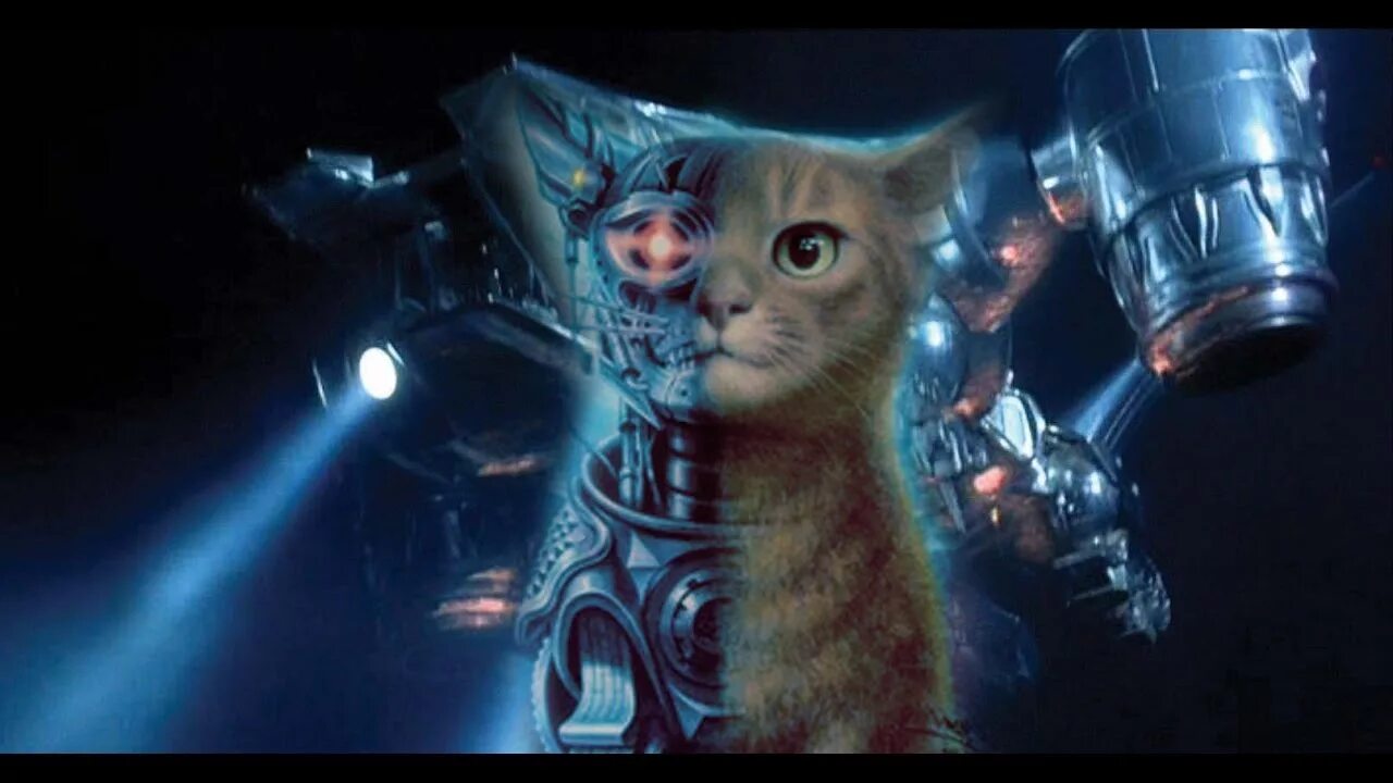 3 кота про робота. Кот Терминатор. Кот киборг. Коты киборги. Робот кот.