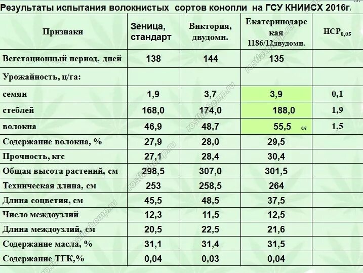 За какое количество лет можно. Содержание ТГК В марихуане. Урожайность конопли. Содержание тетрагидроканнабинола в конопле. Процент ТГК В марихуане.