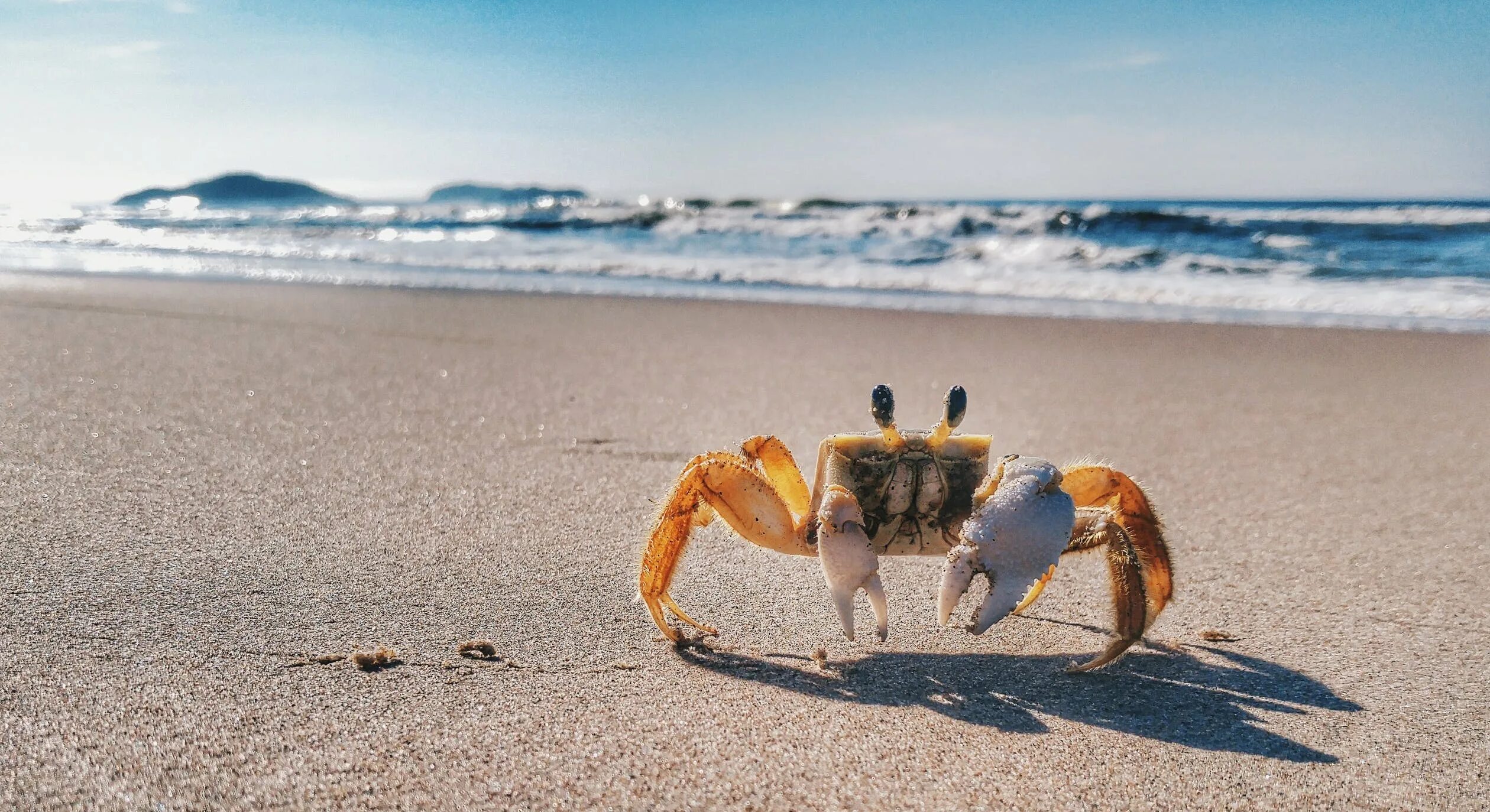 Корабль краб. Морской краб. Краб в море. Краб на пляже. Море пляж крабики.