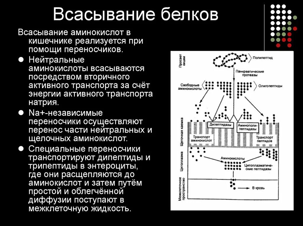 На какие мономеры распадаются белки перед всасыванием. Механизмы всасывания белков схема. Механизм всасывания аминокислот схема. Схема всасывания аминокислот. Всасывание продуктов переваривания белков.