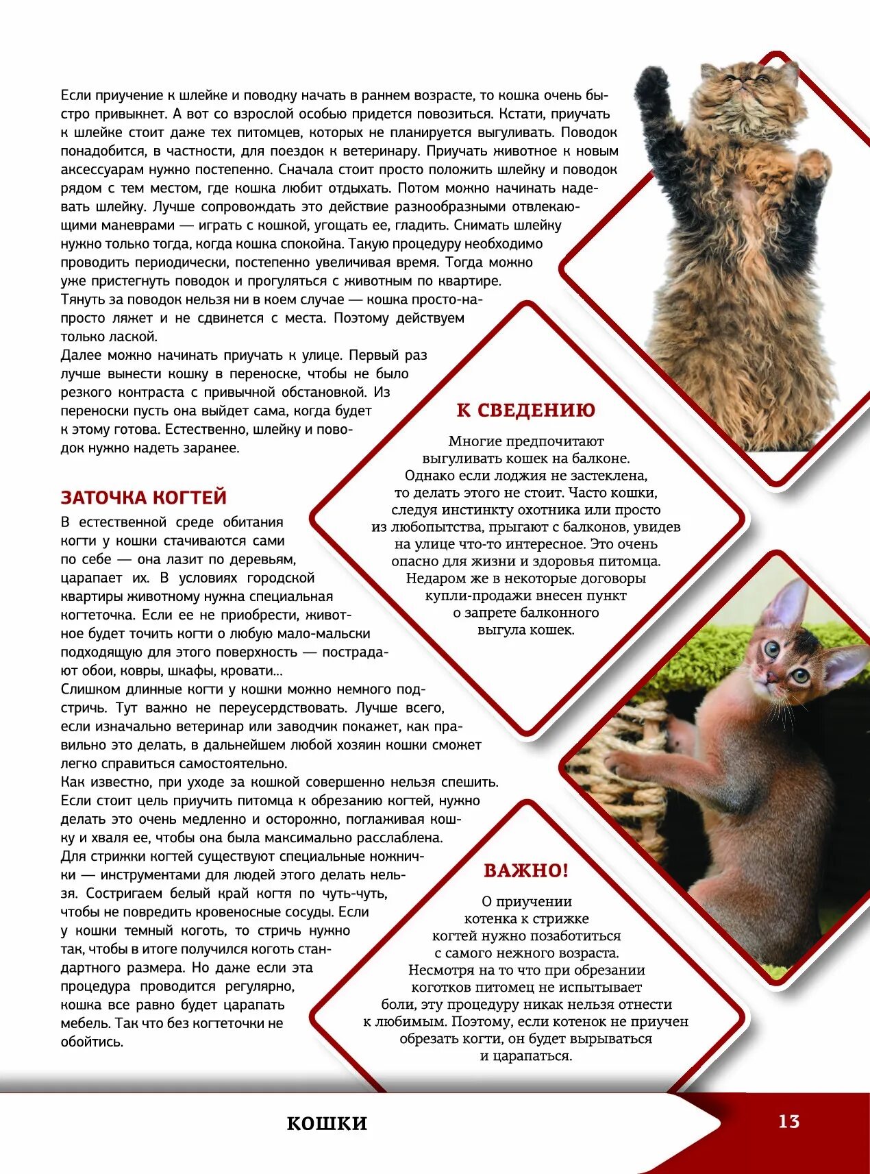 Информация о кошках и собаках. Большая энциклопедия о кошках и собаках. энциклопедия о кошках и собаках картинки. энциклопедия про кошек читать.