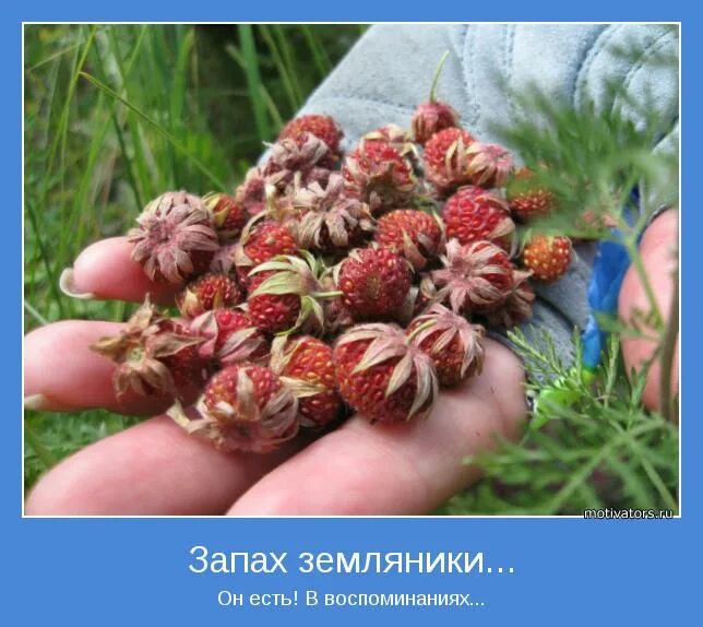 пахнет земляникой. клубника романтика. лето клубника. растение пахнущее земляникой в северо западе. радость клубника.