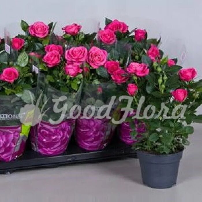 Розы в горшочках из магазина. Розы в кашпо. Розочки в горшке. Розы в горшке пятерочка. Розы в горшочках из магазина.