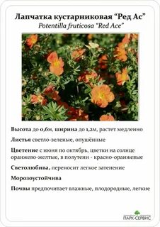 Лапчатка кустарниковая фото и описание