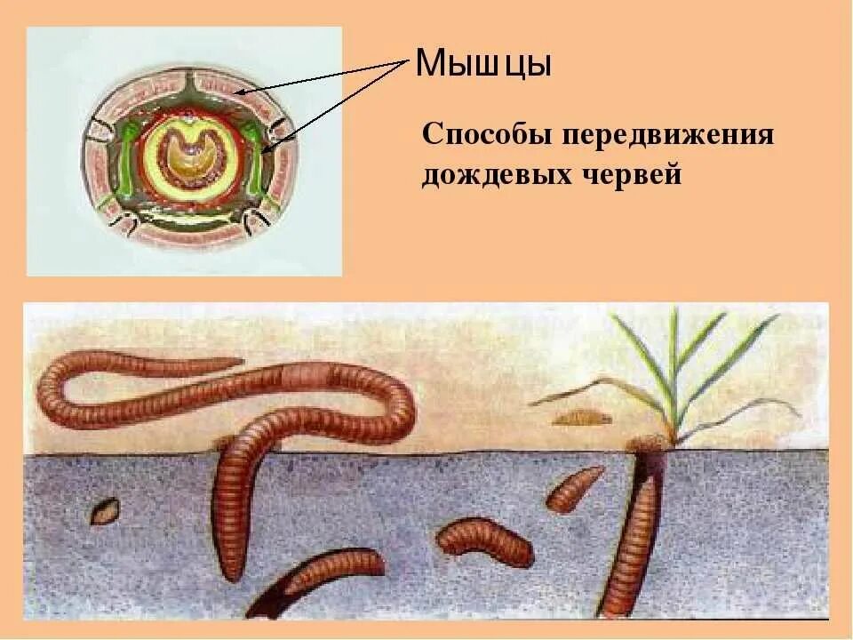 Развитие с метаморфозом дождевой червь. Представители система кольчатых червей. Кольчатые черви внешнее строение. Кольчатые черви строение. Половая система малощетинковых червей.