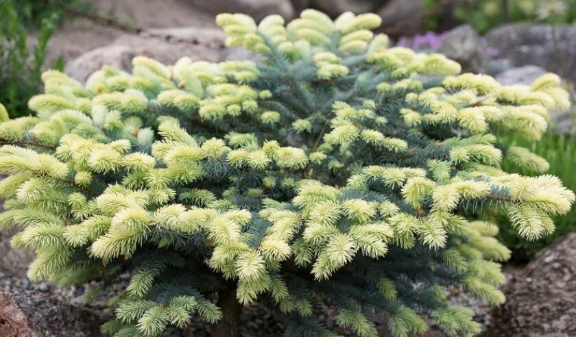 Ель белобок фото. Ель белобок фото. Ель колючая белобок picea pungens bialobok. Ель колючая (сорт 'bialobok'). Ель канадская белобок.