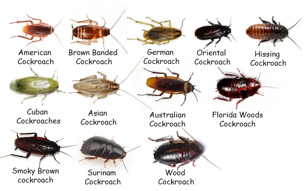 Почему в доме тараканы. Виды тараканов. Тараканы домашние. Виды домашних тараканов. Тараканы всех видов.