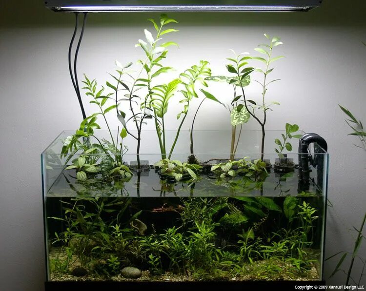 Растения в палюдариум. Марсилия акваскейп. Аквариум сколько растений. Палюдариум мангровый. Аквариум с растениями и рыбками.