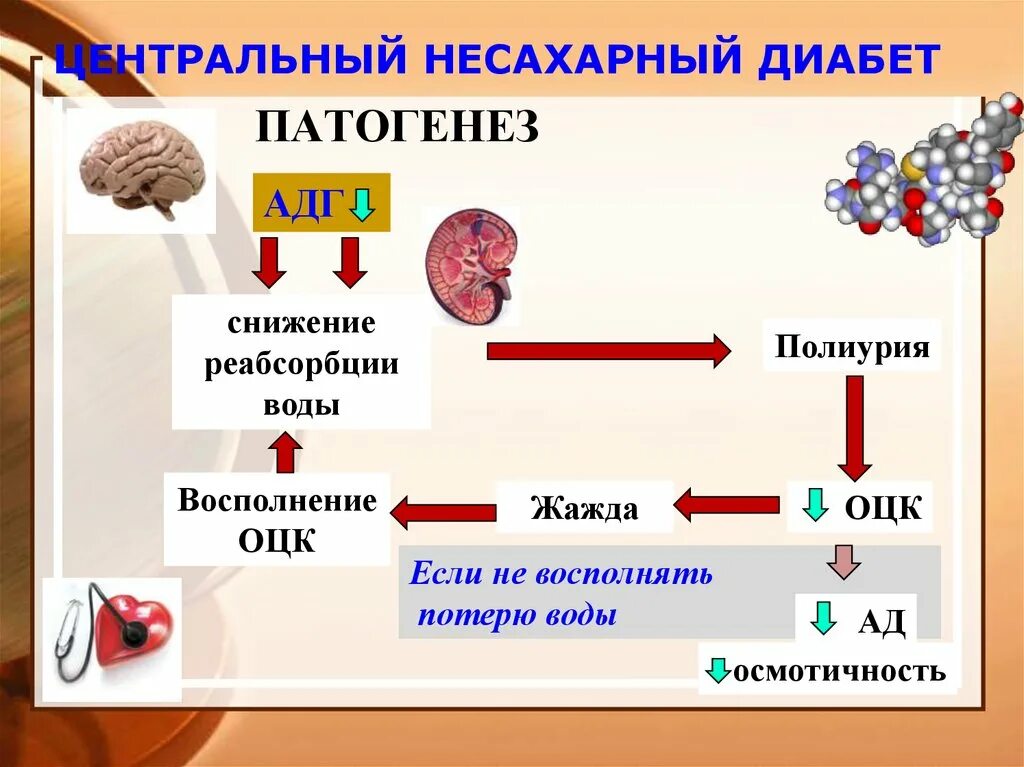 Несахарный диабет патогенез. Несахарный диабет механизм развития. Патогенез центрального несахарного диабета. Несахарный диабет патогенез схема. Несахарный диабет развивается в результате