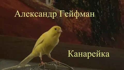 Изложение канарейка