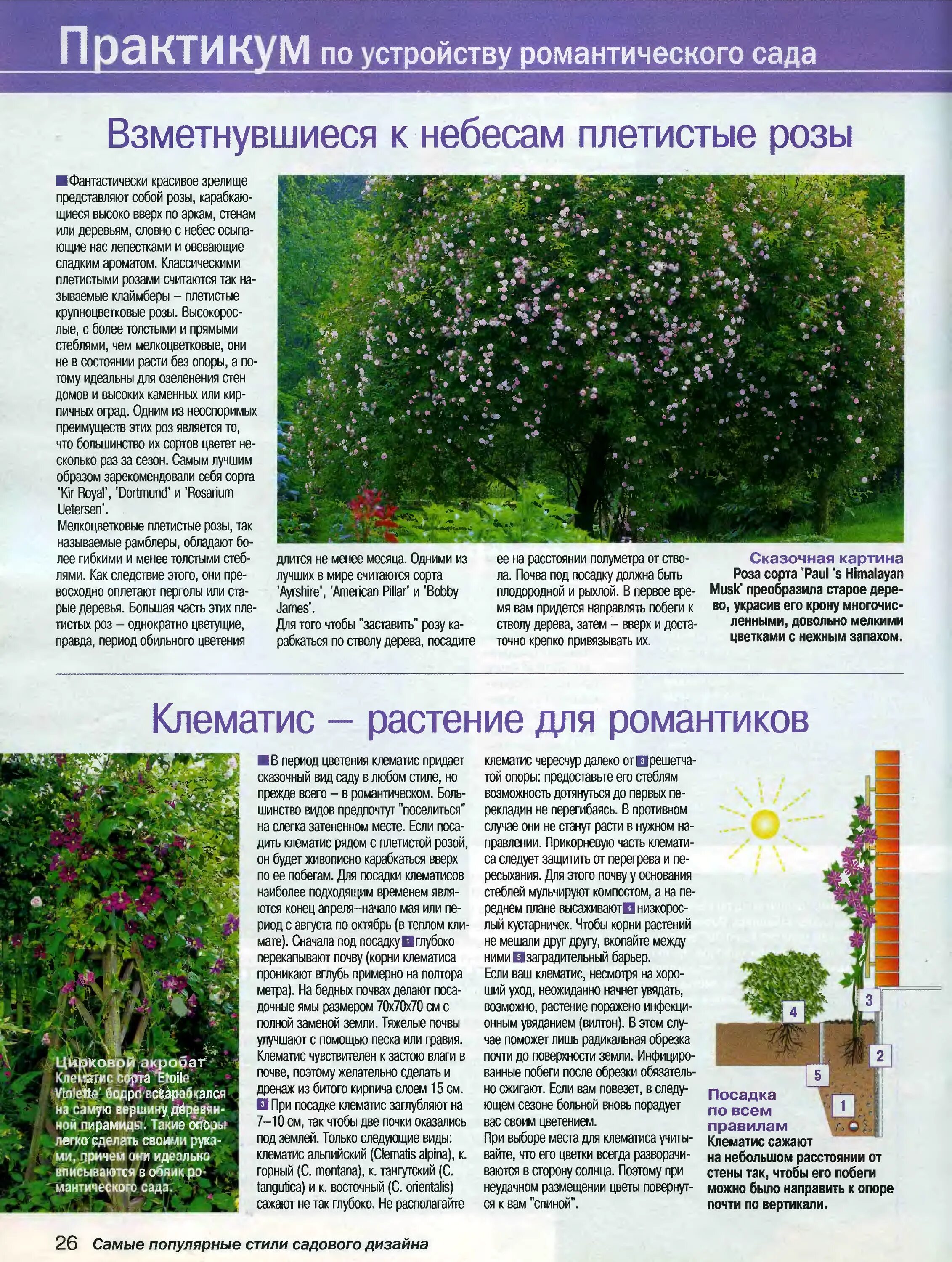 Почва для клематиса. Почва для посадки клематисов. почва для клематиса посадка. посадка клематиса.