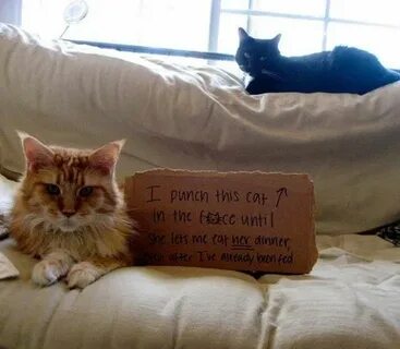 1 this is a cat