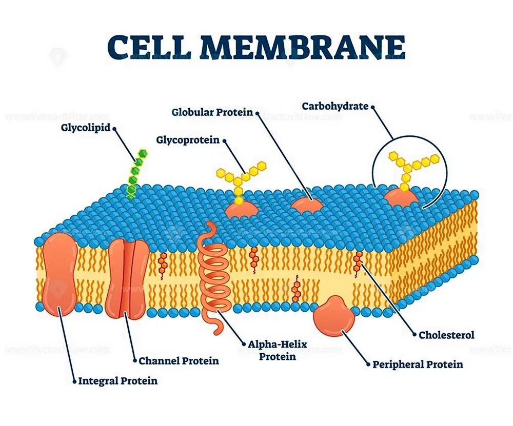 Cell membrane