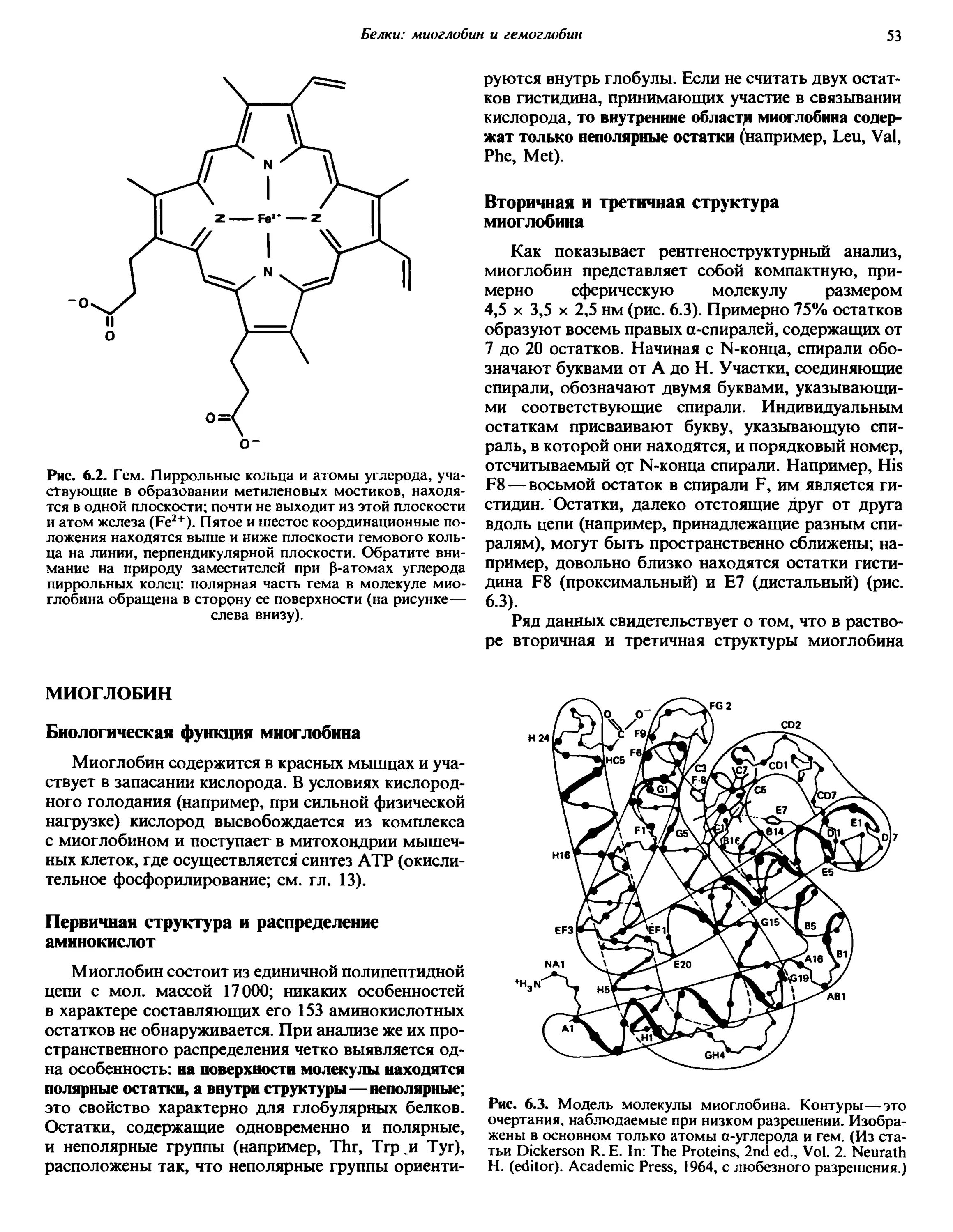 Строение миоглобина биохимия формула. Миоглобин структура. Структура миоглобина биохимия. Состав молекулы миоглобина.