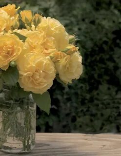 Choose rose