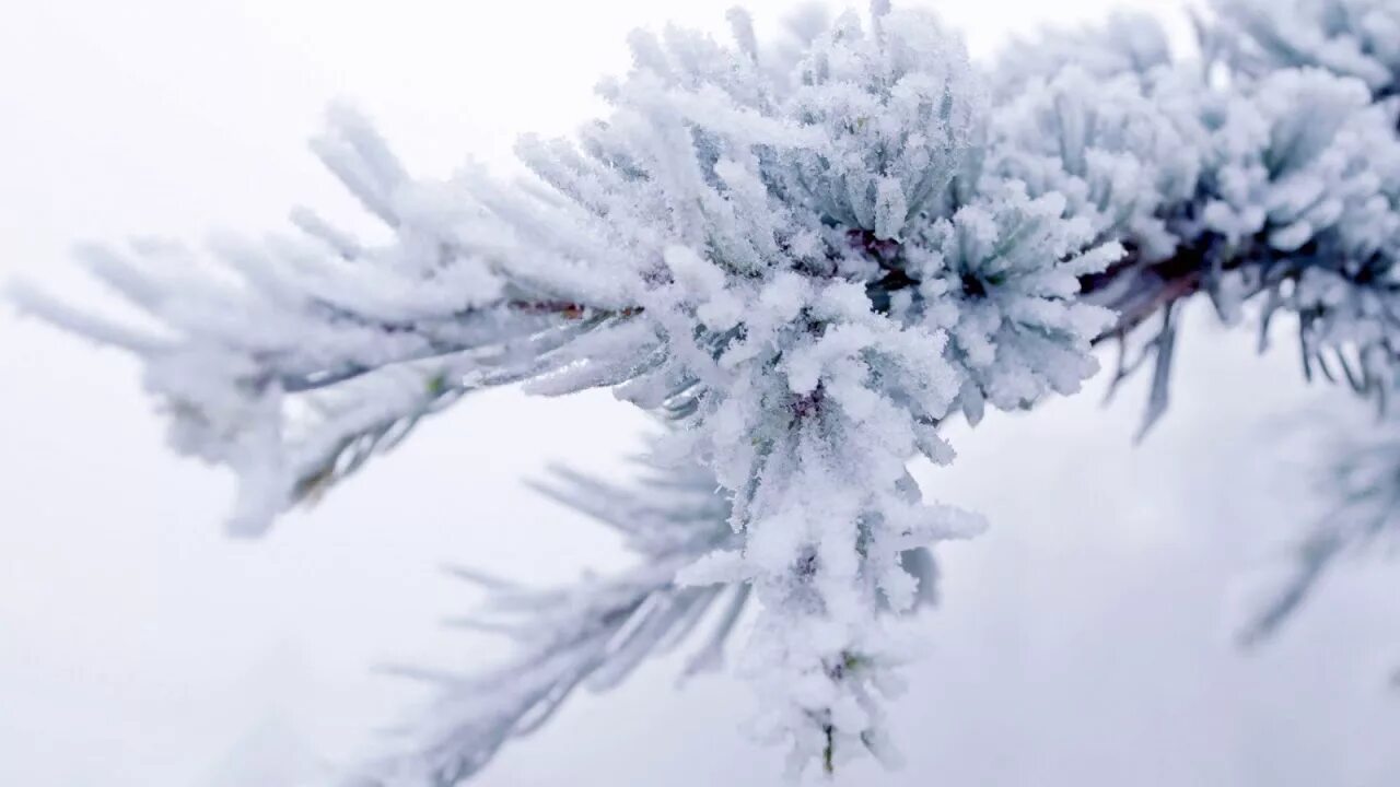 Зимние ветки в снегу. Зимняя ветка. ветки в снегу. зимняя веточка. снежные ветки.