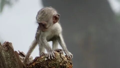 4 monkey