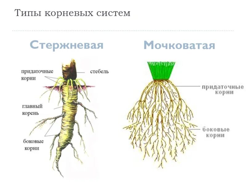 Стержневая корневая система состоит из. Типы корневых систем стержневая и мочковатая. Стержневая и мочковатая корневая система. Мочковатый Тип корневой системы. Строение мочковатой корневой системы.