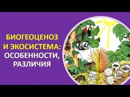 Экосистема вопросы