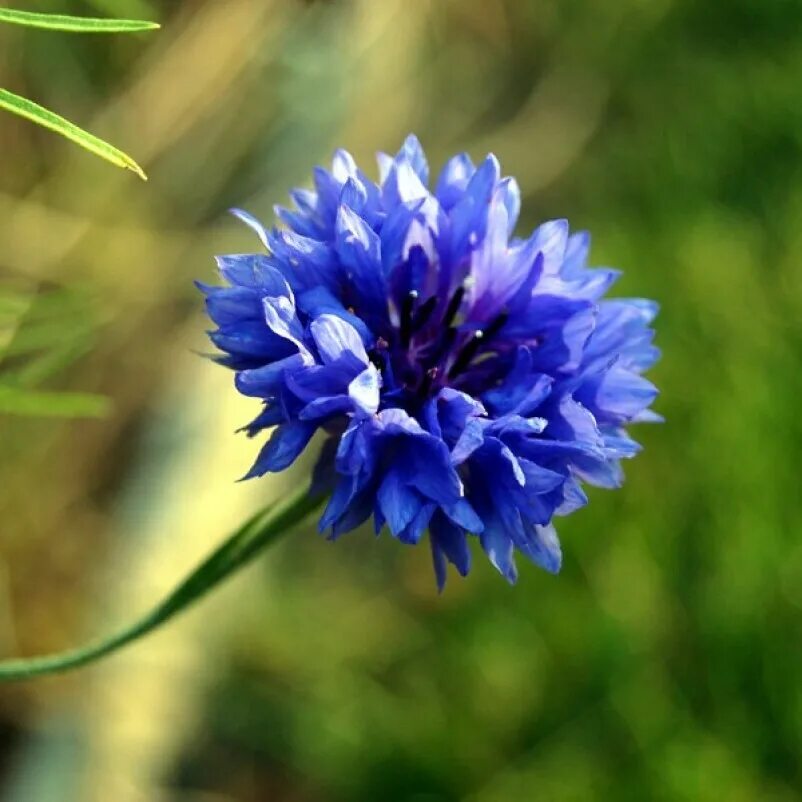 Центаурея Василек. Василек махровый Centaurea cyanus. Василек Блу Болл. Василек cyanus.