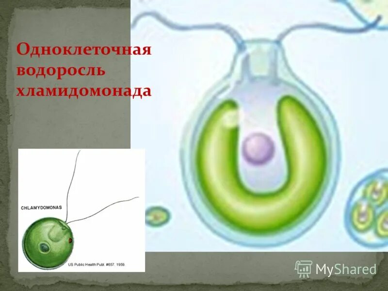 Строение одноклеточной водоросли хламидомонады биология 6 класс. Клеточная стенка хламидомонады. Почему хламидомонада водоросль. Одноклеточная водоросль хламидомонада. Одноклеточная водоросль хламидомонада.