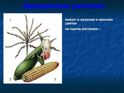Однодомные