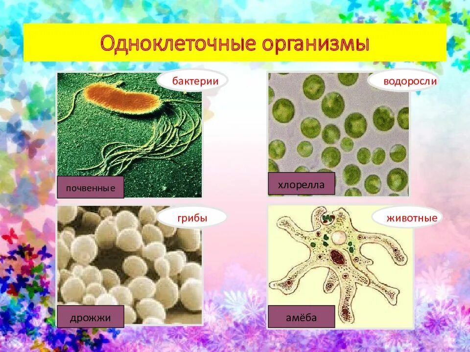 Дрожжи микробиология. Грибы плесневые микроорганизмы дрожжи. Одноклеточные грибы дрожжи. Характеристика дрожжей. Строение плесневого гриба дрожжи.