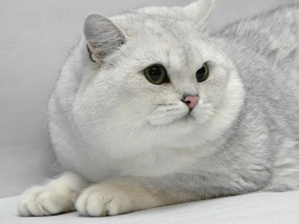 Британская короткошёрстная шиншилла. Британская Сибирская шиншилла. Персидская серебристая шиншилла. Британская шиншилла кошка