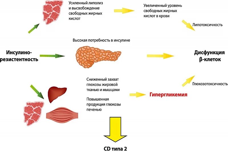 Печеночная инсулинорезистентность. Печень и инсулинорезистентность. Печень при инсулинорезистентности. Инсулинорезистентность схема.