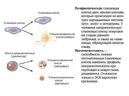 Виды стволовых