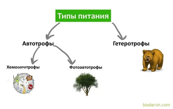 Морской еж автотроф или гетеротроф. Типы питания автотрофы и гетеротрофы. автотрофы гетеротрофы и хемотрофы. автотрофы гетеротрофы миксотрофы. автотрофы и гетеротрофы биогеоценоза.