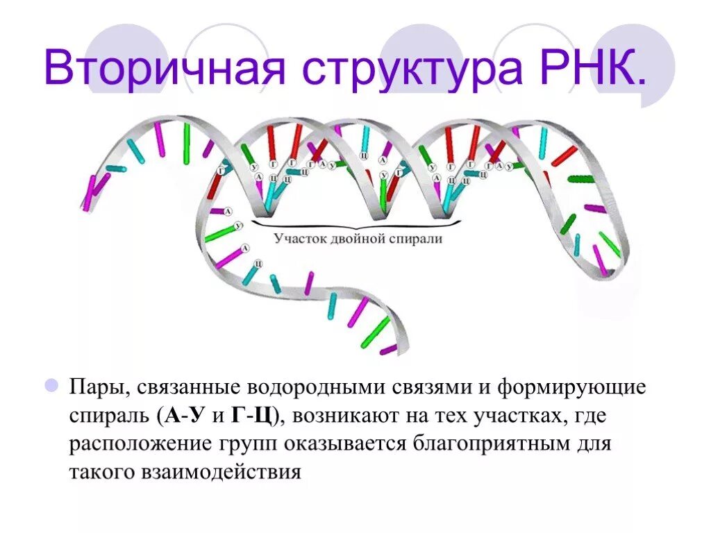 Пары рнк. Вторичная структура рнк. связи стабилизирующие вторичную структуру рнк. структуры рнк первичная вторичная и третичная. первичная и вторичная структура рнк.