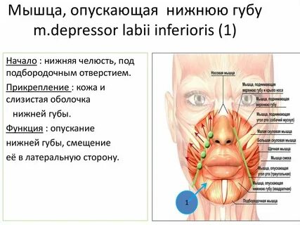 Мышца опускающая руку